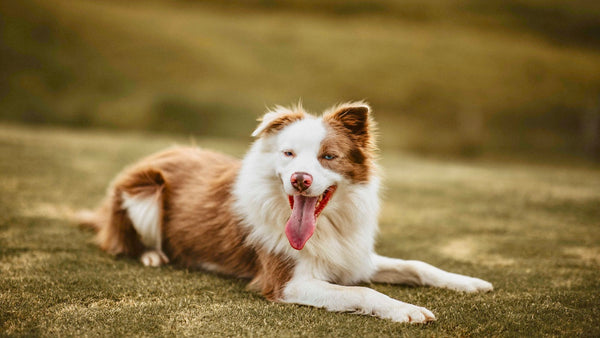 Preservative Free Pet Food