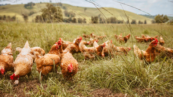 Pasture Raised Eggs