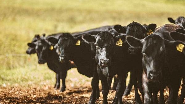 100% grass fed cows at the farm in Dungog, NSW. We use our own 100% grass fed beef in our sausages as well as 100% grass fed lamb and pasture raised pork and chicken. Gluten free sausages and preservative free too.