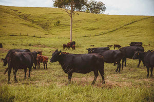 The 100% grass fed cows at the Ethical Farmers in Dungog, NSW.