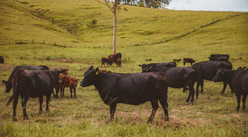 The 100% grass fed cows at the Ethical Farmers in Dungog, NSW.