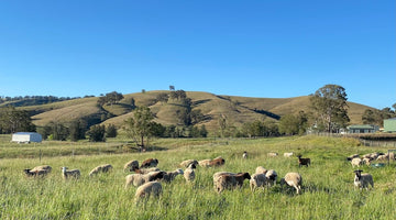 100% grass fed lambs on pasture at the Ethical Farmers in Dungog, NSW