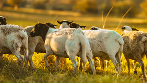 100% grass fed lambs at the Ethical Farmers farm in Dungog