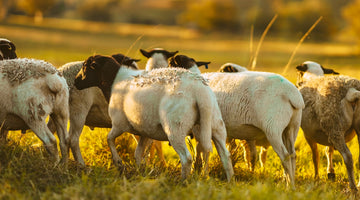 100% grass fed lambs at the Ethical Farmers farm in Dungog