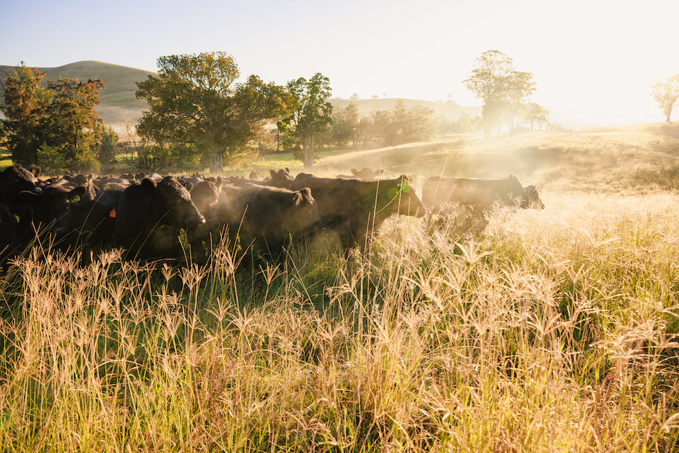 Click & Collect from the Farm