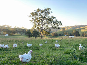 Chicken