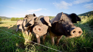 Pork