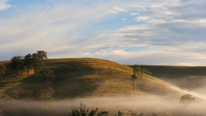 Morning fog sitting low on the farm in Dungog, NSW.