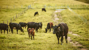 Grass Fed and Grass Finished Beef