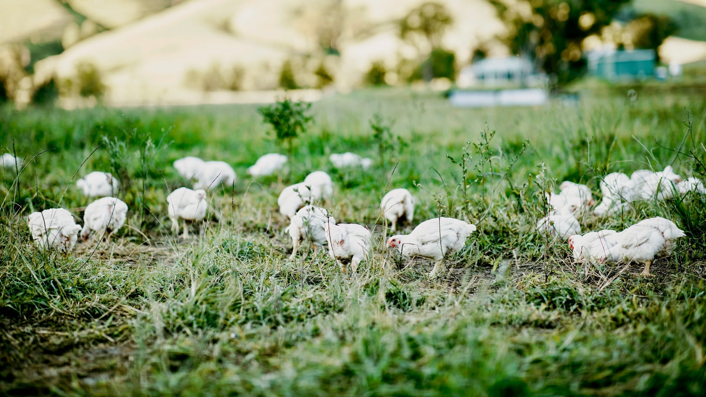 Pasture Raised Chicken – Ethical Farmers