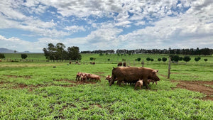 Pasture Raised Pork